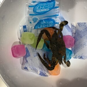 活渡り蟹のしめ方 レシピ 作り方 By ゆきちゃんぽんのパパ 楽天レシピ 活渡り蟹のしめ方 レシピ 作り方 By ゆきちゃんぽんのパパ 楽天レシピ